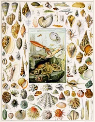 Illustration von Muscheln, ca. 1923
