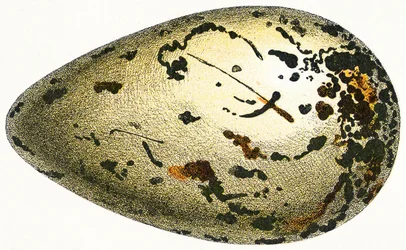 Ei eines Riesenalks, 1923