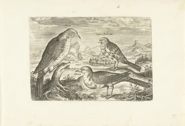 Drei Vögel in einer Landschaft