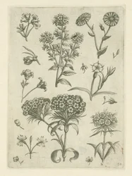 Gänseblümchen und andere Blumen