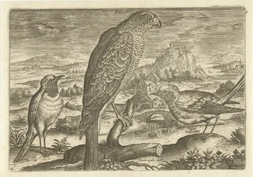Einige Vögel in einer Landschaft (Vogels, Avivm vivae)