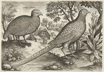 Perlhuhn und Fasan
