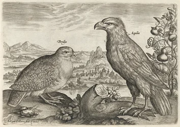 Rebhuhn und Adler