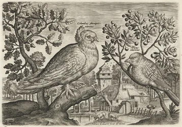 Taube und Fink