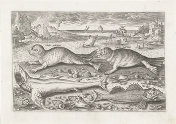 Zwei Robben und zwei Fische am Strand