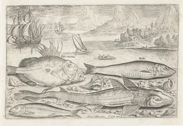 Vier Fische am Strand
Fische (Serientitel)
Piscivm vivae icones (Serientitel)