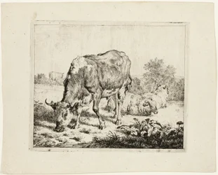 Weidender Stier und drei Schafe