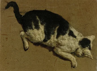 Katze von oben