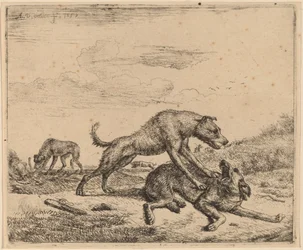 Kämpfende Hunde