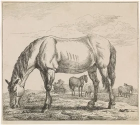 Weidendes Pferd