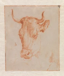 Kuhkopf
