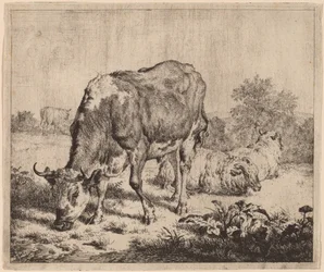 Gefleckter Stier und drei Schafe