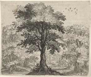 Fabel von der Ulme und der Eiche