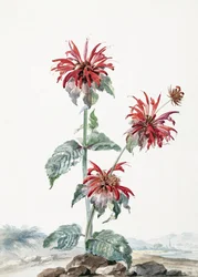 Eine rote Bergamotte in einer Landschaft
