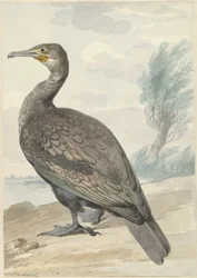 Kormoran