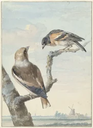 Zwei Vögel: ein Kernbeißer (Coccothraustes coccothraustes) und ein Bergfink (Fringilla montifringilla)