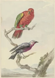 Zwei Vögel, darunter ein rot-grüner Papagei
