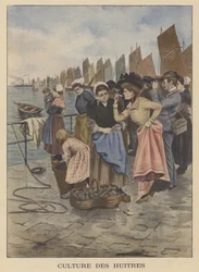 Austern ernten in Cancale, Bretagne