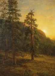 Kalifornische Mammutbäume