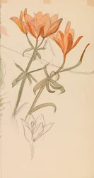 Orange Lilien