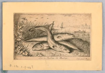 Quappen