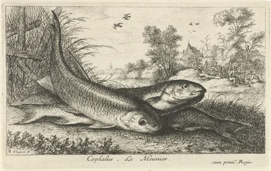 Drei Döbel am Flussufer (Cephalus. Le Meunier.) (Fische und andere Meerestiere - Süßwasser erste Reihe) (Diverses Especes de Poissons d