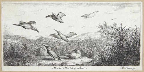 Der Eisvogel