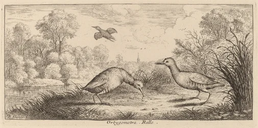 Ortygometra, Die Schiene