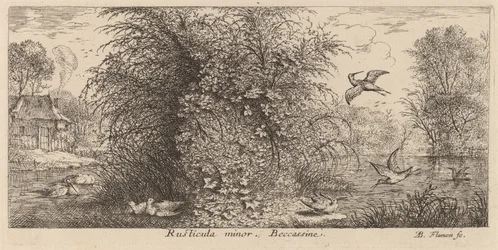 Rusticula minor, die Schnepfe