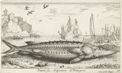 Stör am Strand