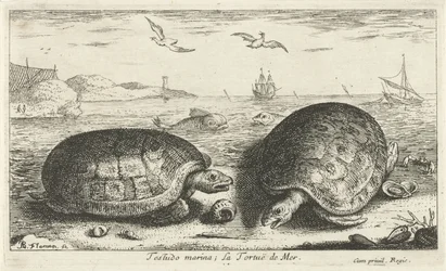 Zwei Schildkröten am Strand