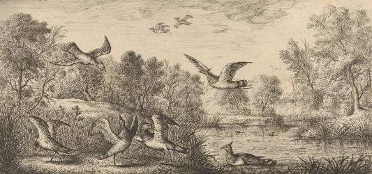 Vanellus, Vanneau Der Kiebitz: Livre d