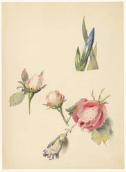Studienblatt mit drei Rosen und einer Iris