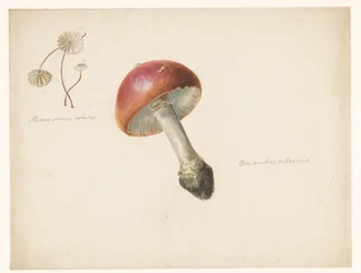 Studienblatt mit Pilzen, der Amanita Rubescens und der Marasmius Rotula