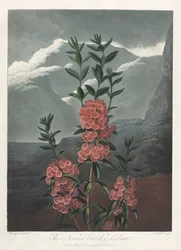 Der Tempel der Flora oder Garten der Natur: Die Schmalblättrige Kalmie