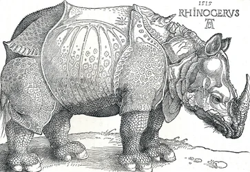 Ein Nashorn, 1515, 1906