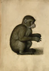 Affe