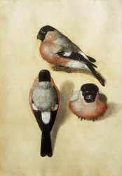 Vogel in drei Positionen, 1520