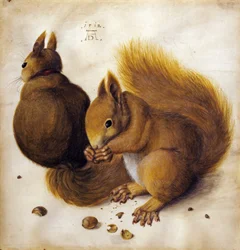 Eichhörnchen