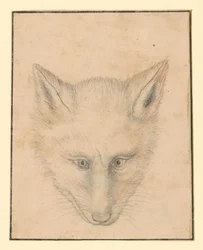 Fuchskopf, von vorn