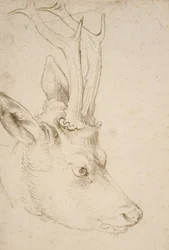 Kopf eines Rehbocks, 1503