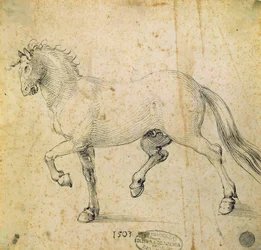 Pferd, 1503
