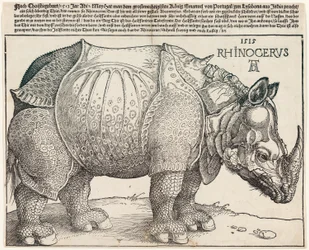 Das Nashorn