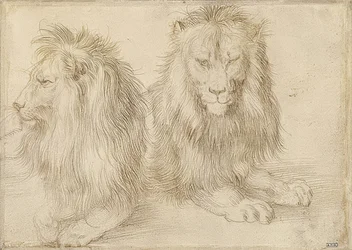 Zwei liegende Löwen. 1521