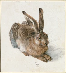 Junger Hase