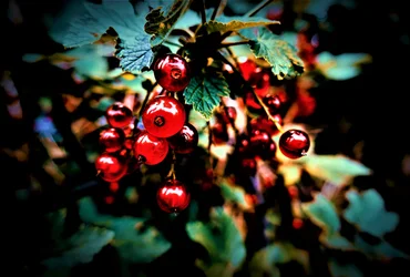 Ohne Titel