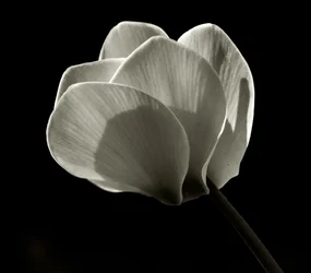 Ohne Titel