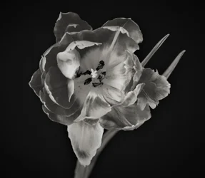 Blumengeometrie