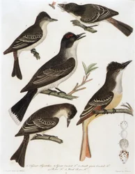 1. Tyrannenfliegenschnäpper. 2. Großer Haubenfliegenschnäpper. 3. Kleiner Grüner Haubenfliegenschnäpper. 4. Pe-We Fliegenschnäpper. 5. Wald Pe-We Fliegenschnäpper (aus dem Buch, Amerikanische Ornithologie)