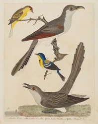 Carolina-Kuckuck, Schwarzschnabelkuckuck, Blau-Gelb-Rücken-Waldsänger und Gelb..., veröffentlicht 1808-1814